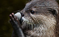 Asian small-clawed otter (Aonyx cinereus)